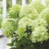 Rispenhortensie „Whitelight®“ -Wurzel Lust Verkaufsgeschäft Hydrangea paniculata Whitelight 800x800