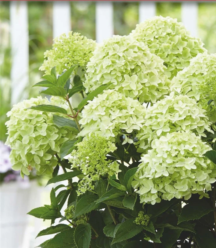 Rispenhortensie „Whitelight®“ 3 Rispenhortensie „Whitelight®“