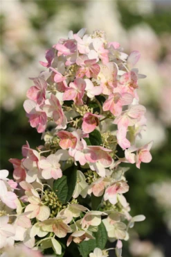 Rispenhortensie „Magical Candle®“