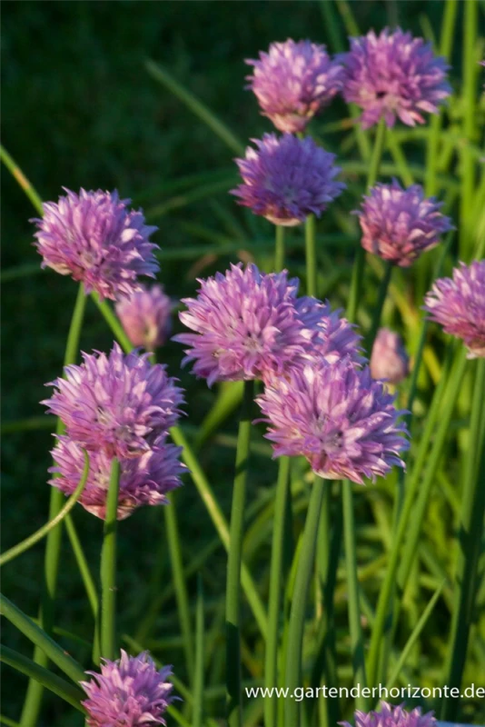 Schnittlauch 3 Schnittlauch