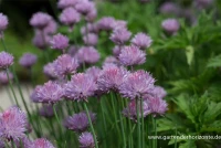 Schnittlauch 16 Schnittlauch – Bild 14