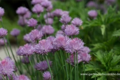 Wurzel Lust Verkaufsgeschäft -Wurzel Lust Verkaufsgeschäft P2000177 2 800x800