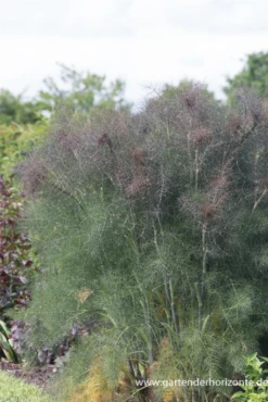 Dunkelblättriger Garten-Fenchel „Atropurpureum“
