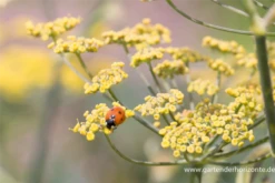 Wurzel Lust Verkaufsgeschäft -Wurzel Lust Verkaufsgeschäft P2001615 2 800x800