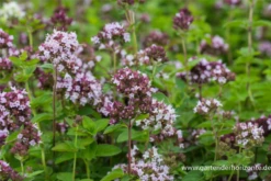 Oregano -Wurzel Lust Verkaufsgeschäft P2003296 3 800x800