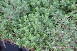 Echter Thymian -Wurzel Lust Verkaufsgeschäft P2004542 3 800x800