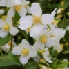 Pfeifenstrauch „Mont Blanc“ 1 Pfeifenstrauch „Mont Blanc“ -Wurzel Lust Verkaufsgeschäft Philadelphus Mont Blanc D4 800x800