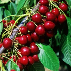 Süßkirsche „Stella Compact“