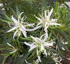 Japanische Azalee „Star Style® Weiß“