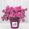 Dauerblühende Azalee „BloomChampion Fuchsia“ -Wurzel Lust Verkaufsgeschäft Rhododendron20obt.20Bloom20Champion20fuchsia 800x800