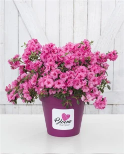 Dauerblühende Azalee „BloomChampion Fuchsia“