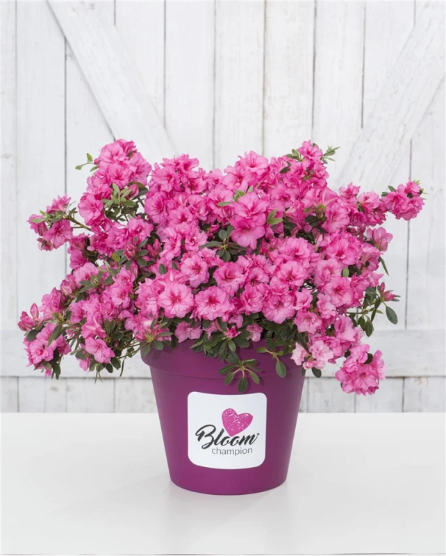 Dauerblühende Azalee „BloomChampion Fuchsia“ 3 Dauerblühende Azalee „BloomChampion Fuchsia“
