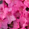 Japanische Azalee „Pink For Help®“