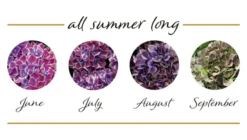 Rispenhortensie „(S)witch®“ -Wurzel Lust Verkaufsgeschäft Switch Hydrangea mac Bluehstadien Fayette 800x800