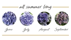 Rispenhortensie „(S)witch®“ -Wurzel Lust Verkaufsgeschäft Switch Hydrangea mac Bluehstadien Kassiopeia 800x800