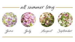 Rispenhortensie „(S)witch®“ -Wurzel Lust Verkaufsgeschäft Switch Hydrangea mac Bluehstadien Pandorra 800x800