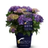 Rispenhortensie „(S)witch®“ 1 Rispenhortensie „(S)witch®“ -Wurzel Lust Verkaufsgeschäft Switch Macrophylla Fayette blue Packshot 800x800