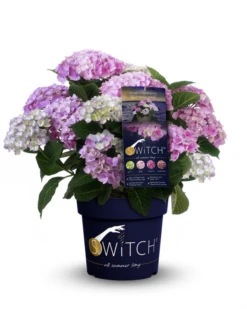 Bestseller -Wurzel Lust Verkaufsgeschäft Switch Macrophylla Kassiopeia pink Packshot 800x800