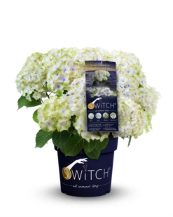Rispenhortensie „(S)witch®“ -Wurzel Lust Verkaufsgeschäft Switch Macrophylla Pandorra whiteblue Packshot 800x800