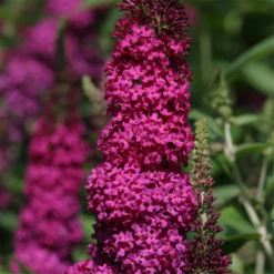 Schmetterlingsflieder „Red Chip®“